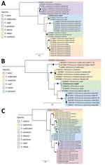 Phylogenetic reconstruction of the cytochrome b (A), 12S rRNA (B) and cytochrome c oxidase subunit 1 (C) genes of the Taeniidae family from consensus sequences obtained in study of Echinococcus vogeli infection in a human, Colombia, 2024. Bold text indicates strains from this study. Black dots indicate node support for bootstrap values >80. We used a maximum-likelihood approach to construct phylogenetic trees using IQ-TREE multicore version 1.6.12 (https://iqtree.github.io/release/v1.6.12). The best-fitting nucleotide substitution model for each gene was automatically selected by the software, and default parameters were applied. GenBank accession numbers are provided for reference sequences. Scale bar indicates substitutions per site. 
