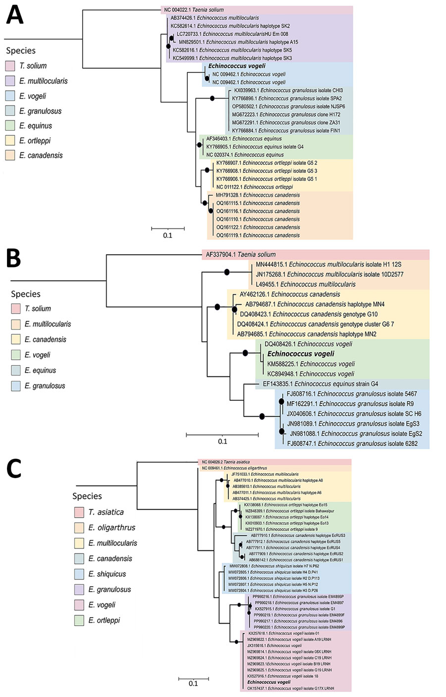 Phylogenetic reconstruction of the cytochrome b (A), 12S rRNA (B) and cytochrome c oxidase subunit 1 (C) genes of the Taeniidae family from consensus sequences obtained in study of Echinococcus vogeli infection in a human, Colombia, 2024. Bold text indicates strains from this study. Black dots indicate node support for bootstrap values >80. We used a maximum-likelihood approach to construct phylogenetic trees using IQ-TREE multicore version 1.6.12 (https://iqtree.github.io/release/v1.6.12). The best-fitting nucleotide substitution model for each gene was automatically selected by the software, and default parameters were applied. GenBank accession numbers are provided for reference sequences. Scale bar indicates substitutions per site.
