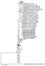 Phylogenetic reconstruction of a partial small segment (731 nt) of Seoul virus isolates (obtained in Saxony state, Germany) in 2024 from rat breeder’s rats implicated in case of severe Seoul virus infection with acute kidney injury, Germany, March 2024. Phylogeny indicates high phylogenetic relatedness among the isolates from the breeder’s rats (bold and asterisks) and other publicly available Seoul virus outbreak strains (4,8) (Appendix). Scale bar indicates the number of substitutions per site. BEL, Belgium; BEN, Benin; BR, breeder rat; CC, cell culture isolate; CHN, China; FRA, France; GBR, Great Britain; GER, Germany; HU, human; KOR, Korea; NED, the Netherlands; SGP, Singapore; USA, United States; VNM, Vietnam; WR, wild rat. 