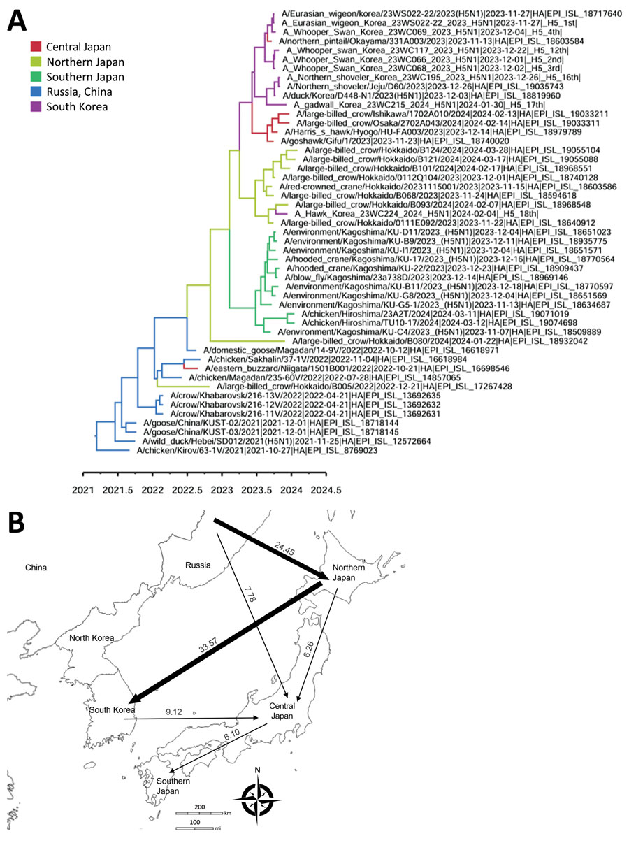 Discrete phylogeographic reconstruction of diffusion dynamics of highly pathogenic avian influenza A(H5N1) virus in wild birds, East Asia, 2023–2024. A) Maximum clade credibility tree constructed by using the hemagglutinin gene of H5N1 viruses. Each branch is colored according to the geographic location. GISAID (https://www.gisiad.org) accession numbers are shown. Scale bar shows years of detection in decimal year format. B) Visualization of transmission dynamics inferred by using the geographic location trait of countries adjacent to South Korea. Arrows represent the direction of the viral transmission; annotated values along arrows represent Bayes factors. Thick arrows indicate strongly supported routes (Bayes factor >20, posterior probability >0.8). Maps provided by d-maps.com (https://d-maps.com).