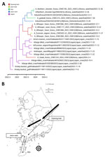 Transmission dynamics of highly pathogenic avian influenza A(H5N1) virus in wild birds, South Korea, 2023–2024. A) Maximum clade credibility tree constructed using the hemagglutinin gene of H5N1 viruses. Each branch is colored according to the geographic location. Scale bar shows years of detection in decimal year format. B) Visualization of transmission dynamics inferred by using the geographic location trait in South Korea. Arrows represent the direction of the viral transmission; annotated values along arrows represent Bayes factors. Thick arrows indicate strongly supported routes (Bayes factor >20, posterior probability >0.8). Maps provided by d-maps.com (https://d-maps.com).