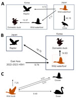 Transmission dynamics of highly pathogenic avian influenza (HPAI) A(H5N1) and A(H5N6) viruses in wild birds, South Korea and Asia, 2023–2024. A, B) Transmission dynamics inferred using the hemagglutinin gene of H5N1 (A) and H5N6 (B) viruses, incorporating the host trait. C) Transmission dynamics inferred using the hemagglutinin genes of both HPAI H5N1) clade 2.3.4.4b and H5N6 viruses. Arrows represent the direction of the viral transmission; annotated values represent Bayes factors. Thick arrow indicates a strongly supported route (Bayes factor >20, posterior probability >0.8). Orange indicates the largest source trait.