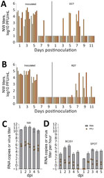 Transmission and measurement of airborne avian influenza A(H5N1) virus isolated from dairy farm worker, Michigan. A, B) For DCT and RDT testing, ferrets (n = 12) were intranasally inoculated with 106 PFU A/Michigan/90/2024 virus, isolated from the dairy worker, in 1 mL phosphate-buffered saline and were cohoused with naive ferrets in a DCT model (A) or in adjacent cages with perforated sidewalls permitting airborne virus spread but restricting contact in an RDT model (B). Each bar represents a single animal. C, D) For aerosol transmission testing, ferrets (n = 3) were inoculated intranasally with 6 log10 PFU of MI90 virus and tested daily (C). Orange dots represent viral titers from NW in log10 PFU/mL; limit of detection 10 PFU/mL. Grey bars show average viral M gene RNA load. Error bars indicate SD. Limit of detection was 2.9 log10 RNA copies/mL. D) Aerosol samples were collected daily for 5 dpi by using a BC251 cyclone-based sampler (kindly provided by Dr. William Lindsley, National Institute for Occupational Safety and Health) and the SPOT water condensation sampler (Aerosol Devices, https://aerosoldevices.com), as described previously (8). Orange dots represent log10 PFU/mL per hour. Grey bars show average viral M gene RNA. Error bars indicate SD. Limit of detection was 2.5 log10 RNA copies/h. Ferrets were used for tissue collection on day 5. DCT, direct contact transmission; dpi, days postinoculation; NW, nasal washes; RDT, respiratory droplet transmission.