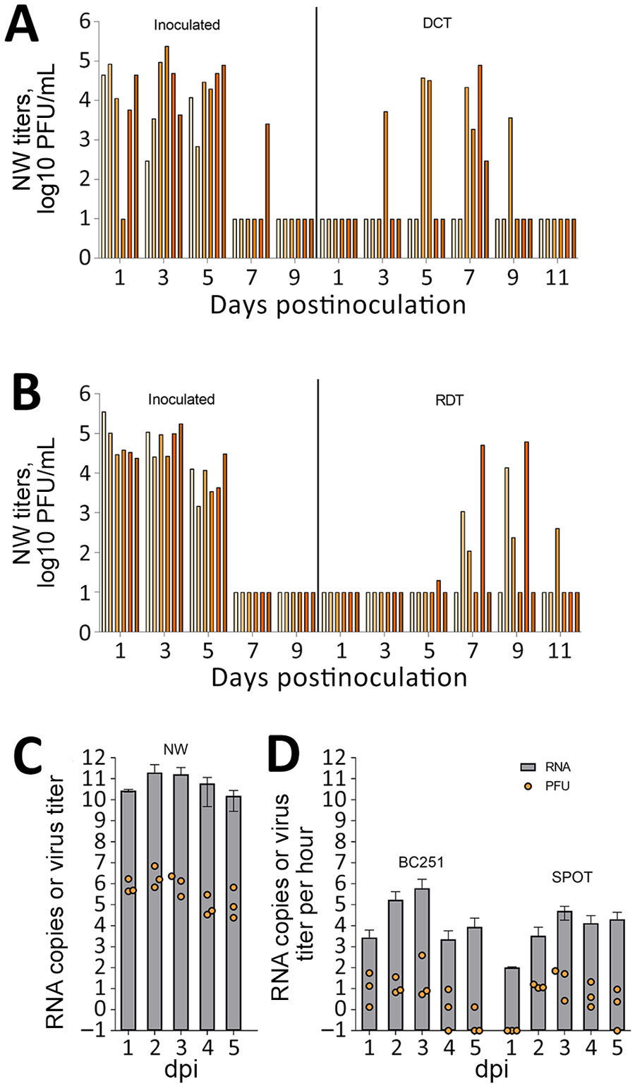Transmission and measurement of airborne avian influenza A(H5N1) virus isolated from dairy farm worker, Michigan. A, B) For DCT and RDT testing, ferrets (n = 12) were intranasally inoculated with 106 PFU A/Michigan/90/2024 virus, isolated from the dairy worker, in 1 mL phosphate-buffered saline and were cohoused with naive ferrets in a DCT model (A) or in adjacent cages with perforated sidewalls permitting airborne virus spread but restricting contact in an RDT model (B). Each bar represents a single animal. C, D) For aerosol transmission testing, ferrets (n = 3) were inoculated intranasally with 6 log10 PFU of MI90 virus and tested daily (C). Orange dots represent viral titers from NW in log10 PFU/mL; limit of detection 10 PFU/mL. Grey bars show average viral M gene RNA load. Error bars indicate SD. Limit of detection was 2.9 log10 RNA copies/mL. D) Aerosol samples were collected daily for 5 dpi by using a BC251 cyclone-based sampler (kindly provided by Dr. William Lindsley, National Institute for Occupational Safety and Health) and the SPOT water condensation sampler (Aerosol Devices, https://aerosoldevices.com), as described previously (8). Orange dots represent log10 PFU/mL per hour. Grey bars show average viral M gene RNA. Error bars indicate SD. Limit of detection was 2.5 log10 RNA copies/h. Ferrets were used for tissue collection on day 5. DCT, direct contact transmission; dpi, days postinoculation; NW, nasal washes; RDT, respiratory droplet transmission.