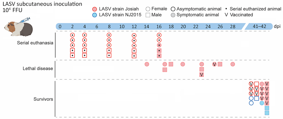 Study design to evaluate reproductive tissue pathology and tissue tropism in strain 13/N guinea pig model of Lassa virus infection. Tissues collected from a total of 57 adult strain 13/N guinea pigs inoculated subcutaneously with a target dose of 104 FFU of LASV (equivalent to ≈2 × 104 50% tissue culture infectious dose;, representing 3 independent studies, were examined by PCR, hematoxylin and eosin, immunohistochemistry, or in situ hybridization. Animals were separated into 3 study groups on the basis of time of sampling and clinical outcome: those serially euthanized at predetermined study endpoints (2, 4, 8, 12, or 16 dpi [n = 5 at each timepoint]) to investigate early infection with highly pathogenic LASV-Josiah strain; terminal animals that reached endpoint criteria because of disease after LASV-Josiah infection (unvaccinated [n = 9] or vaccinated with 𝛾-irradiated viral replicon particle [VRP] [n = 2]); and survivors euthanized at 41–42 dpi. Survivors were 15 animals infected with LASV-Josiah (vaccinated preexposure with VRP [n = 5] or gamma-irradiated VRP [n = 3], vaccinated postexposure with VRP [n = 5], or unvaccinated [n = 2] and 6 animals infected with strain NJ2015 [all unvaccinated (n = 6)]). Shaded symbols indicate animals that exhibited overt signs (defined as weight loss >10%, temperature >39.5°C for >2 consecutive days, or presence of clinical signs [i.e., clinical score >1 on >1 days). dpi, days postinfection; FFU, focus-forming units; LASV, Lassa virus; V, vaccinated.