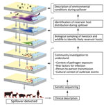A visual guide to One Health investigations of spillovers to assist with primary pandemic prevention. One Health investigations trace spillover events backward from detection, systematically uncovering the causal chain that led to spillover. This process involves characterizing the pathogen, contexts, and risks for transmission and determining the reservoir hosts and environmental conditions that enabled the event.