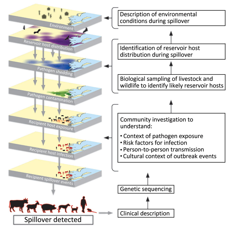 A visual guide to One Health investigations of spillovers to assist with primary pandemic prevention. One Health investigations trace spillover events backward from detection, systematically uncovering the causal chain that led to spillover. This process involves characterizing the pathogen, contexts, and risks for transmission and determining the reservoir hosts and environmental conditions that enabled the event.