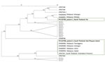 Phylogenetic analysis of Pkmsp1 sequences for Plasmodium knowlesi malaria in persons returning to Israel from Thailand, 2023. Dendogram was based on an 850-bp fragment of the C-terminal region of Pkmsp1, including all published sequences from Thailand, the isolates from patients 1 and 2 in this study (bold text), and the most closely related sequences identified through BLAST (https://blast.ncbi.nlm.nih.gov) analysis. No exact matches were identified for patient 1 (northern Thailand); the geographic origin of 2 closely related sequences is indicated. For patient 2 (southern Thailand), several identical sequences were found in GenBank (green box). Accession numbers are given. Clustering analysis was performed by using the unweighted pair group with arithmetic mean method with open gap penalty set to 100% and unit gap penalty set to 0%, without correction. Scale bar indicates percentage similarity between sequences.