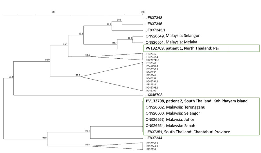 Phylogenetic analysis of Pkmsp1 sequences for Plasmodium knowlesi malaria in persons returning to Israel from Thailand, 2023. Dendogram was based on an 850-bp fragment of the C-terminal region of Pkmsp1, including all published sequences from Thailand, the isolates from patients 1 and 2 in this study (bold text), and the most closely related sequences identified through BLAST (https://blast.ncbi.nlm.nih.gov) analysis. No exact matches were identified for patient 1 (northern Thailand); the geographic origin of 2 closely related sequences is indicated. For patient 2 (southern Thailand), several identical sequences were found in GenBank (green box). Accession numbers are given. Clustering analysis was performed by using the unweighted pair group with arithmetic mean method with open gap penalty set to 100% and unit gap penalty set to 0%, without correction. Scale bar indicates percentage similarity between sequences.