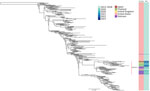 Maximum-likelihood phylogenetic tree from investigation of antimicrobial-resistant clonal complex 11 Neisseria meningitidis–associated urethritis cluster, Thailand. The tree is based on core-genome single-nucleotide polymorphisms of 259 clonal complex 11 N. meningitidis isolates collected from symptomatic male urethritis patients, representing the N. meningitidis urethritis clade. Scale bar indicates nucleotide substitutions per site. NmUC-B, N. meningitidis urethritis clade–subclade B.