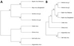 Phylogenetic analysis of members of the genus Henipavirus from a study investigating a novel henipavirus, Salt Gully virus, isolated from pteropid bats, Australia. A) We aligned complete L protein amino acid sequences by using ClustalW (https://www.genome.jp/tools-bin/clustalw) and inferred evolutionary history by using the maximum-likelihood method and the Jones-Taylor-Thornton matrix-based model. B) We aligned complete virus genome sequences by Muscle software and inferred evolutionary history by using the maximum-likelihood method and general time reversible plus gamma plus invariate sites model. Bootstrap support values (1,000 replicates) are shown next to each branching node. Evolutionary analyses were conducted in MEGA11 (https://www.megasoftware.net).