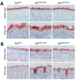 Attachment of influenza A viruses to the olfactory mucosa and respiratory mucosa of seals in study of attachment patterns of avian influenza H5 clade 2.3.4.4b virus in respiratory tracts of marine mammals, North Atlantic Ocean. Hematoxylin and eosin stain (red) shows attachment of human seasonal influenza A virus H32003 and avian influenza A viruses H5ΔMBCS2005 and H5ΔMBCS2022 to the olfactory (A) and respiratory (B) mucosa in the nasal turbinate of harbor seals (Phoca vitulina) and gray seals (Halichoerus grypus). Photos were taken at high magnification (×1,000) of the apical side of the mucosa; for this reason, Bowman’s glands in the submucosa are not represented. H32003, A/Netherlands/213/2003 (H3N2); H5ΔMBCS2005, A/Indonesia/05/2005 (H5N1); H5ΔMBCS2022, A/Caspian gull/Netherlands/1/2022 (H5N1). 