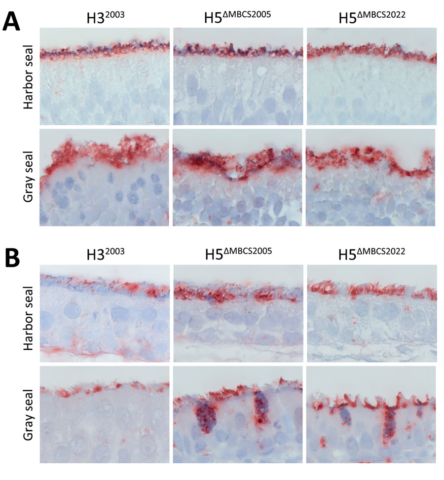 Attachment of influenza A viruses to the olfactory mucosa and respiratory mucosa of seals in study of attachment patterns of avian influenza H5 clade 2.3.4.4b virus in respiratory tracts of marine mammals, North Atlantic Ocean. Hematoxylin and eosin stain (red) shows attachment of human seasonal influenza A virus H32003 and avian influenza A viruses H5ΔMBCS2005 and H5ΔMBCS2022 to the olfactory (A) and respiratory (B) mucosa in the nasal turbinate of harbor seals (Phoca vitulina) and gray seals (Halichoerus grypus). Photos were taken at high magnification (×1,000) of the apical side of the mucosa; for this reason, Bowman’s glands in the submucosa are not represented. H32003, A/Netherlands/213/2003 (H3N2); H5ΔMBCS2005, A/Indonesia/05/2005 (H5N1); H5ΔMBCS2022, A/Caspian gull/Netherlands/1/2022 (H5N1).