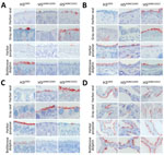 Attachment of influenza A viruses to epithelial cells of trachea, bronchus, bronchiole, and alveoli in study of attachment patterns of avian influenza H5 clade 2.3.4.4b virus in respiratory tracts of marine mammals, North Atlantic Ocean. Hematoxylin and eosin stain (red) shows attachment of human seasonal influenza A virus H32003 and avian influenza A viruses H5ΔMBCS2005 and H5ΔMBCS2022 to the lower respiratory tracts of harbor seals (Phoca vitulina), gray seals (Halichoerus grypus), harbor porpoises (Phocoena phocoena), and bottlenose dolphins (Tursiops truncatus). A) Trachea; B) bronchiole; C) bronchus; D) alveoli. Photos were taken at high magnification (×1,000) of the apical side of the mucosa. H32003, A/Netherlands/213/2003 (H3N2); H5ΔMBCS2005, A/Indonesia/05/2005 (H5N1); H5ΔMBCS2022, A/Caspian gull/Netherlands/1/2022 (H5N1).