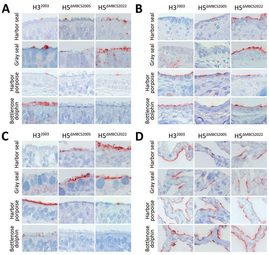 Attachment of influenza A viruses to epithelial cells of trachea, bronchus, bronchiole, and alveoli in study of attachment patterns of avian influenza H5 clade 2.3.4.4b virus in respiratory tracts of marine mammals, North Atlantic Ocean. Hematoxylin and eosin stain (red) shows attachment of human seasonal influenza A virus H32003 and avian influenza A viruses H5ΔMBCS2005 and H5ΔMBCS2022 to the lower respiratory tracts of harbor seals (Phoca vitulina), gray seals (Halichoerus grypus), harbor porpoises (Phocoena phocoena), and bottlenose dolphins (Tursiops truncatus). A) Trachea; B) bronchiole; C) bronchus; D) alveoli. Photos were taken at high magnification (×1,000) of the apical side of the mucosa. H32003, A/Netherlands/213/2003 (H3N2); H5ΔMBCS2005, A/Indonesia/05/2005 (H5N1); H5ΔMBCS2022, A/Caspian gull/Netherlands/1/2022 (H5N1).