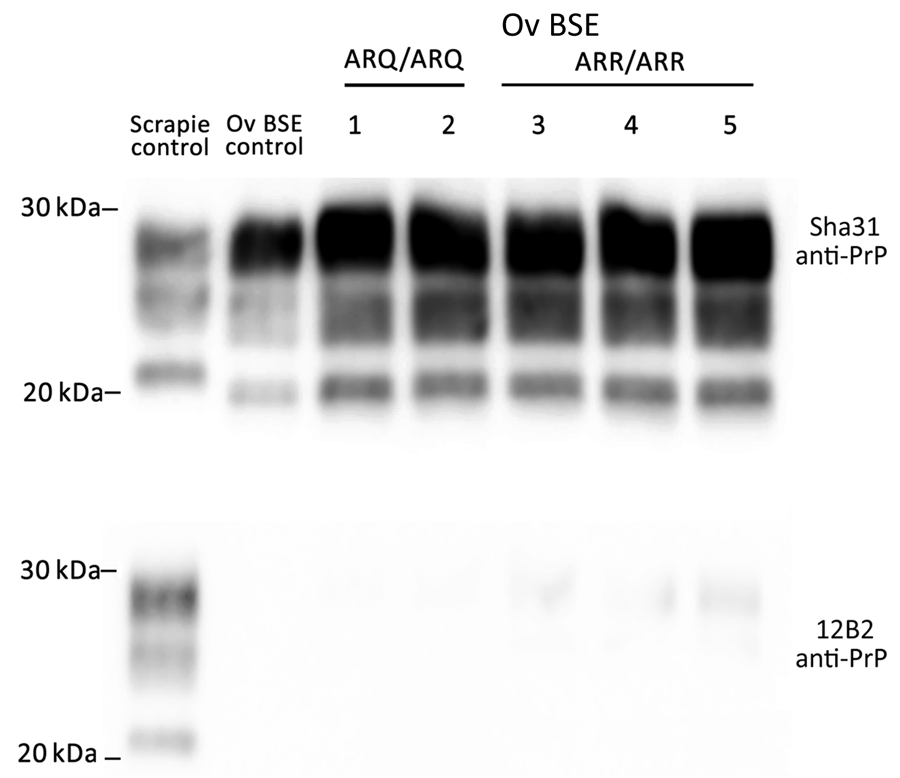 Detection of proteinase K–resistant core PrP in study of oral transmission of classical bovine spongiform encephalopathy in ARR/ARR sheep. Western blot was used for the detection of anti-PrP monoclonal antibodies Sha31 (epitope 145-YEDRYYRE-152) or 12B2 (epitope 89-WGQGG-93). BSE, bovine spongiform encephalopathy; ov, ovine; PrP, prion protein. 