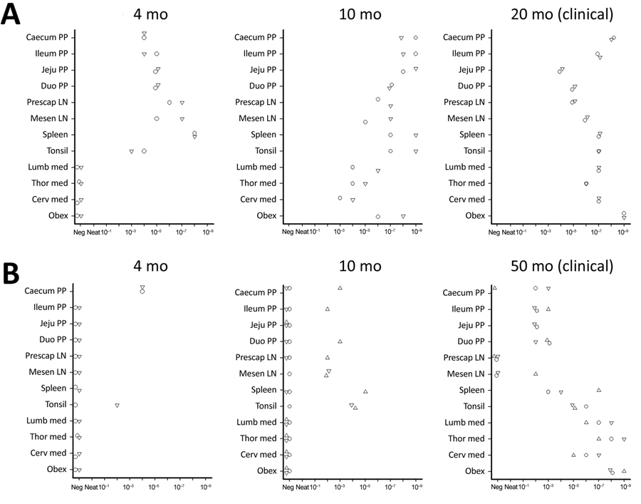 Protein misfolding cyclic amplification (PMCA) seeding activity levels in ARR/ARR and ARQ/ARQ sheep tissues after classical bovine spongiform encephalopathy challenge in study of oral transmission of classical bovine spongiform encephalopathy in ARR/ARR sheep. A) ARQ/ARQ sheep. B) ARR/ARR sheep. Protein misfolding cyclic amplification products were analyzed by using Western blot for proteinase K–resistant core prion protein detection. Each symbol represents a different animal and the associated tissue tested. Cerv, cervical; duo, duodenum; jeju, jejunum; LN, lymph node; lumb, lumbar; med, medial; mesen, mesenteric; Neg, negative; pp, Peyer’s patches; prescap, prescapular; thor, thorasic.
