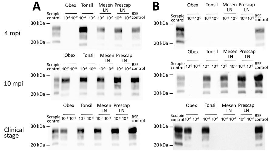 Detection of proteinase K–resistant core prion protein after 2 PMCA rounds of ARR/ARR and ARQ/ARQ sheep tissues after classical BSE challenge in study of oral transmission of BSE in ARR/ARR sheep. A) ARQ/ARQ sheep samples. B) ARR/ARR sheep samples. Western blot results from protein misfolding cyclic amplification products showing a detectable proteinase K–resistant core prion protein in >2 of 4 replicates for each tissue and animal. BSE, bovine spongiform encephalopathy; LN, lymph node; mesen, mesenteric; mpi, months postinoculation; prescap, prescapular.