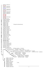 Maximum-likelihood phylogenetic tree of IGS1 sequences from study of Trichosporon austroamericanum infections among hospitalized patients, France, 2022–2024. The tree includes strains isolated from 6 patients (red font) and 1 environmental sample (L0453, blue font), mapped against T. austroamericanum and related species from GenBank (https://www.ncbi.nlm.nih.gov/genbank) and the CBS culture collection (https://wi.knaw.nl/fungal_table). Bold font indicates reference strain CBS 17435. The clustering confirms that the patient and environmental strains belong to T. austroamericanum and form a distinct clade. The tree also shows the relationships between other Trichosporon species, such as T. inkin, T. caseorum, and T. ovoides, and other T. austroamericanum reference strains from the National Reference Center for Invasive Mycoses and Antifungals at Institut Pasteur (https://www.pasteur.fr). Bootstrap values are indicated at the nodes. Scale bar indicates nucleotide substitutions per site. IGS, intergenic spacer region.