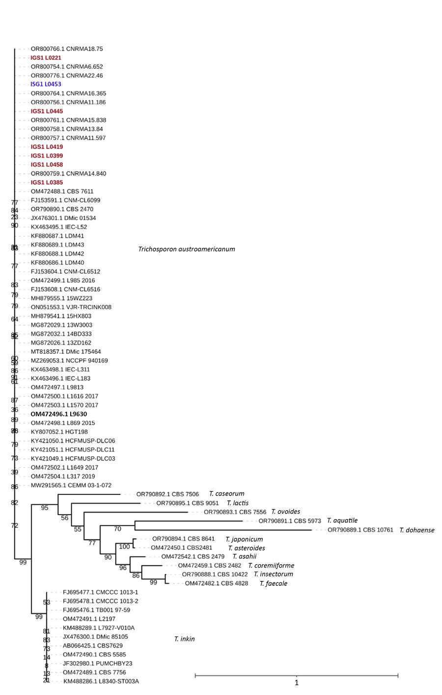 Maximum-likelihood phylogenetic tree of IGS1 sequences from study of Trichosporon austroamericanum infections among hospitalized patients, France, 2022–2024. The tree includes strains isolated from 6 patients (red font) and 1 environmental sample (L0453, blue font), mapped against T. austroamericanum and related species from GenBank (https://www.ncbi.nlm.nih.gov/genbank) and the CBS culture collection (https://wi.knaw.nl/fungal_table). Bold font indicates reference strain CBS 17435. The clustering confirms that the patient and environmental strains belong to T. austroamericanum and form a distinct clade. The tree also shows the relationships between other Trichosporon species, such as T. inkin, T. caseorum, and T. ovoides, and other T. austroamericanum reference strains from the National Reference Center for Invasive Mycoses and Antifungals at Institut Pasteur (https://www.pasteur.fr). Bootstrap values are indicated at the nodes. Scale bar indicates nucleotide substitutions per site. IGS, intergenic spacer region.