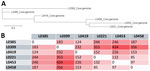 Core-genome phylogenetic relationships and SNP distance matrix from study of Trichosporon austroamericanum infections among hospitalized patients, France, 2022–2024. A) Phylogenetic tree based on the core genome of the analyzed strains showing the evolutionary relationship between strains. Distance between branches reflects the degree of genetic divergence on the basis of SNP variations in the core genome. Scale bar indicates nucleotide substitutions per site. B) Core-genome SNP distance matrix. Each value represents the number of SNPs that differ between genome pairs. Darker shades indicate greater distance. SNP, single-nucleotide polymorphism.