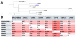 Whole-genome SNP-based phylogeny and distance matrix from study of Trichosporon austroamericanum infections among hospitalized patients, France, 2022–2024. A) Whole-genome phylogenetic tree of the analyzed strains. Blue font indicates reference strain; blue font indicates environmental strain. Scale bar indicates nucleotide substitutions per site. B) Whole-genome SNP distance matrix. Each value represents the number of SNPs that differ between genome pairs. Darker shades indicate greater distance. SNP, single-nucleotide polymorphism. 