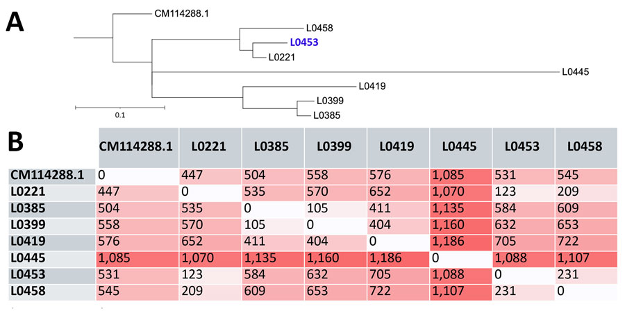 Whole-genome SNP-based phylogeny and distance matrix from study of Trichosporon austroamericanum infections among hospitalized patients, France, 2022–2024. A) Whole-genome phylogenetic tree of the analyzed strains. Blue font indicates reference strain; blue font indicates environmental strain. Scale bar indicates nucleotide substitutions per site. B) Whole-genome SNP distance matrix. Each value represents the number of SNPs that differ between genome pairs. Darker shades indicate greater distance. SNP, single-nucleotide polymorphism. 