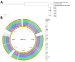 Maximum-likelihood phylogenetic tree and BLAST ring of isolates from a study of Trichosporon austroamericanum infections among hospitalized patients, France, 2022–2024. A) Maximum-likelihood phylogenetic tree of the mitochondrial genome, showing the relationship between T. inkin, T. asahii, T. austroamericanum reference strain (bold font), and T. austroamericanum isolates from this study. Scale bar indicates nucleotide substitutions per site. B) Mitogenome alignment of T. austroamericanum isolates against T. inkin (MT801082), obtained by using BLAST Ring Image Generator (https://github.com/happykhan/BRIG).
