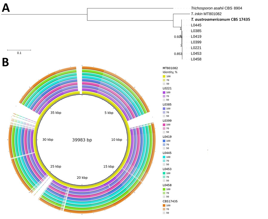 Maximum-likelihood phylogenetic tree and BLAST ring of isolates from a study of Trichosporon austroamericanum infections among hospitalized patients, France, 2022–2024. A) Maximum-likelihood phylogenetic tree of the mitochondrial genome, showing the relationship between T. inkin, T. asahii, T. austroamericanum reference strain (bold font), and T. austroamericanum isolates from this study. Scale bar indicates nucleotide substitutions per site. B) Mitogenome alignment of T. austroamericanum isolates against T. inkin (MT801082), obtained by using BLAST Ring Image Generator (https://github.com/happykhan/BRIG).