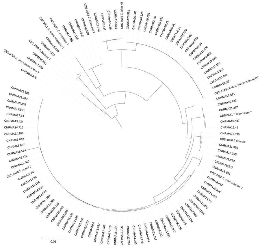 Cladogram of 94 clinical isolates and 11 reference strains from study of clinical manifestations of emerging Trichosporon species infections, France, 2002–2022. Tree was designed using Itol software version 1.9 (https://itol.embl.de) on the basis of the newick tree obtained from the Hasegawa-Kishino-Yano model analysis after multiple alignment of concatenation of trimmed sequences of internal transcribed spacer and intergenic spacer regions (Geneious Prime, https://www.geneious.com). GenBank accession numbers or type strain identification numbers are provided for each isolate. Scale bar indicates substitutions per site. 
