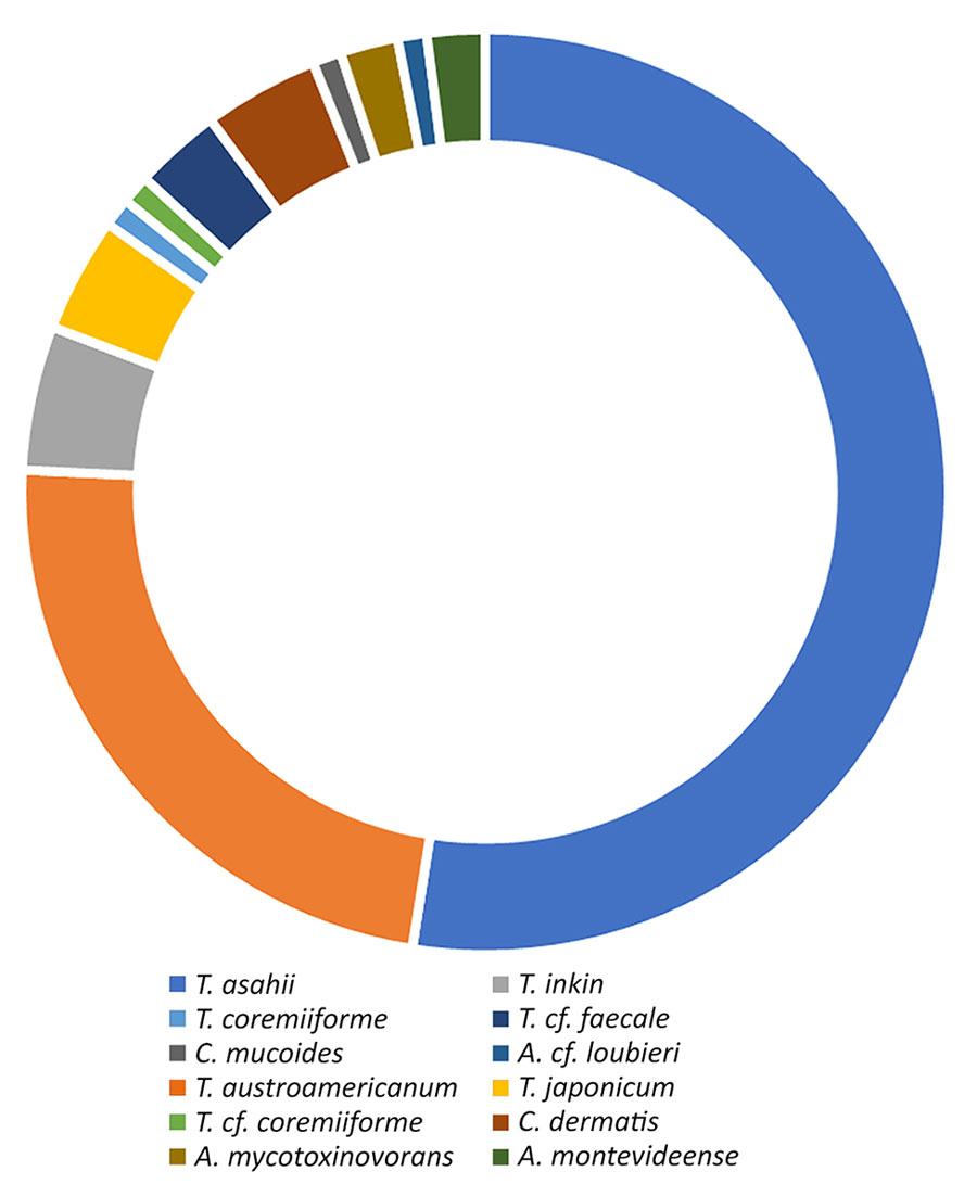 Proportions of species involved in invasive trichosporonosis cases from study of clinical manifestations of emerging Trichosporon species infections, France, 2002–2022. The cf. designation indicates putative undescribed species.