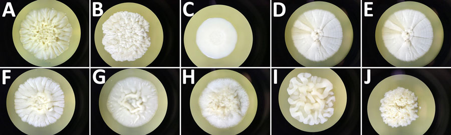 Macroscopic aspect of colonies grown on Sabouraud agar plates incubated 10 days at 20°C for 10 isolates recovered from study of clinical manifestations of emerging Trichosporon species infections, France, 2002–2022. A) T. asahii type strain isolate CBS 2479. B) T. austroamericanum isolate CNRMA20.443. C) T. inkin neotype strain isolate CBS 5585. D) T. coremiiforme type strain isolate CBS 2482. E) T. cf. coremiiforme isolate CNRMA19.523. F) T. faecale type strain isolate CBS 4828. G) T. cf. coremiiforme isolate CNRMA15.795. H) T. ovoides neotype strain isolate CBS 7556. I) T. caseorum type strain isolate CBS 9052. J) T. lactis isolate CBS 9051. T. coremiiforme and isolates corresponding to the potential T. cf. coremiiforme species (E, G) had the highest growth rate, whereas T. inkin and T. austroamericanum had reduced but similar growth rate. The cf. designation indicates putative undescribed species.