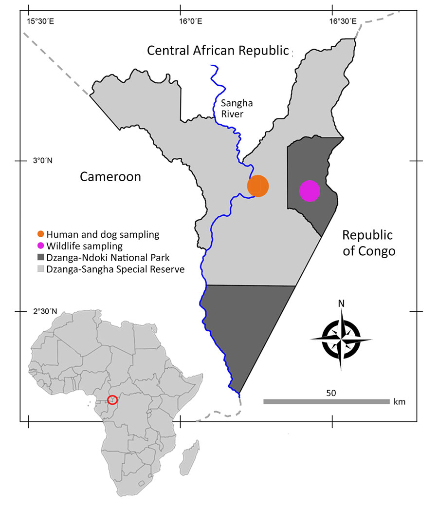 Location of study site in analysis of Strongyloides genetic diversity among humans, dogs, and nonhuman primates, Dzanga-Sangha Protected Areas, Central African Republic, 2016–2022. Inset shows location of Central African Republic in Africa. Figure adapted and adjusted from Hasegawa et al. (18).