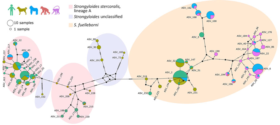 Median-joining Strongyloides haplotype network for the mitochondrial cox1 gene studied in various host species in study of Strongyloides genetic diversity among humans, dogs, and nonhuman primates, Dzanga-Sangha Protected Areas, Central African Republic, 2016–2022. Each circle represents 1 haplotype; circle size indicates the number of hosts harboring the respective haplotype. The colors inside the circles indicate the host species: light green, human; olive green, dog; blue, gorilla; red, chimpanzee; violet, mangabey. The hatch marks beside the branches indicate the number of mutation steps between the haplotypes. Missing haplotypes are indicated by small black circles. Shaded ovals indicate species/lineage type. ASV, amplicon sequencing variant.