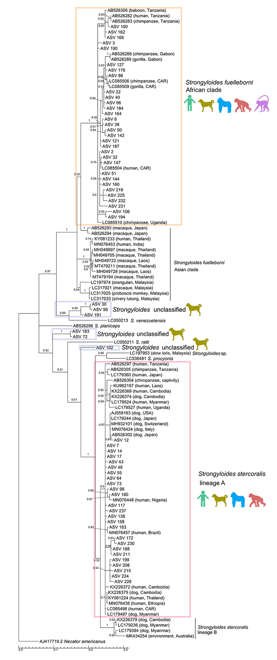Bayesian phylogenetic tree based on Strongyloides spp. cox1 (700 bp) sequences derived from study of Strongyloides genetic diversity among humans, dogs, and nonhuman primates, Dzanga-Sangha Protected Areas, Central African Republic, 2016–2022. Tree also includes sequences downloaded from GenBank; accession numbers are provided. The alignment was performed in Geneious (https://www.geneious.com) using the general time-reversible model of nucleotide substitution with gamma distribution. Branch lengths indicate expected substitutions per site. Necator americanus (accession no. AJ417719.2) was included as an outgroup. Node support was estimated from 106 iterations. Color silhouettes indicate host species: light green, human; olive green, dog; blue, gorilla; red, chimpanzee; violet, mangabey. Colored boxes indicate species/lineage type. ASV, amplicon sequencing variant; CAR, Central African Republic.
