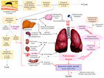 Proposal for the pathogenesis of respiratory tract involvement in fatal yellow fever, 2017–2019, epidemic, São Paulo, Brazil. After the mosquito bite with inoculation of YFV virions into the skin, there is a systemic spread of YFV with viremia that lasts for 5–7 days. The virus replicates in the blood, liver, spleen, kidneys, heart, brain, lungs, and other internal organs, and patients have nonspecific viral symptoms. After that is the toxemic phase, which is more severe in those with higher YFV-RNA load and higher YFV-NS1, with hepatitis, acute renal injury, immune dysfunction (lymphoid hypoplasia and hemophagocytosis), myocarditis, and systemic vascular damage. The lungs are affected in a multifactorial way. The acute liver failure due to YF-fulminant hepatitis and immune dysfunction predisposes to secondary infection. In particular, hepatic encephalopathy leads to aspiration of gastrointestinal microbiota (bacilli and Candida spp.) or inhalation of ubiquitous filamentous fungi that cause polymicrobial pneumonia and acute lung injury. The tracheal tube exerts mechanical damage to the tracheal mucosa, producing acute tracheitis associated with the aspirated flora, with ulceration and mucosal necrosis. Acute renal and myocardial dysfunction by YFV contribute to pulmonary edema. The endothelial injury also contributes to pulmonary edema which, in association with liver failure coagulopathy, leads to pulmonary hemorrhage. Acute lung injury caused by pneumonia, edema, and hemorrhage plus intestinal bacterial translocation in severe cases, presumed by evidence of intestinal ischemia and severe liver damage at autopsy, lead to bacterial sepsis, which amplifies the initial endothelial dysfunction generated by YFV, causing refractory shock and subsequent death. NS, nonstructural protein; YFV, yellow fever virus.