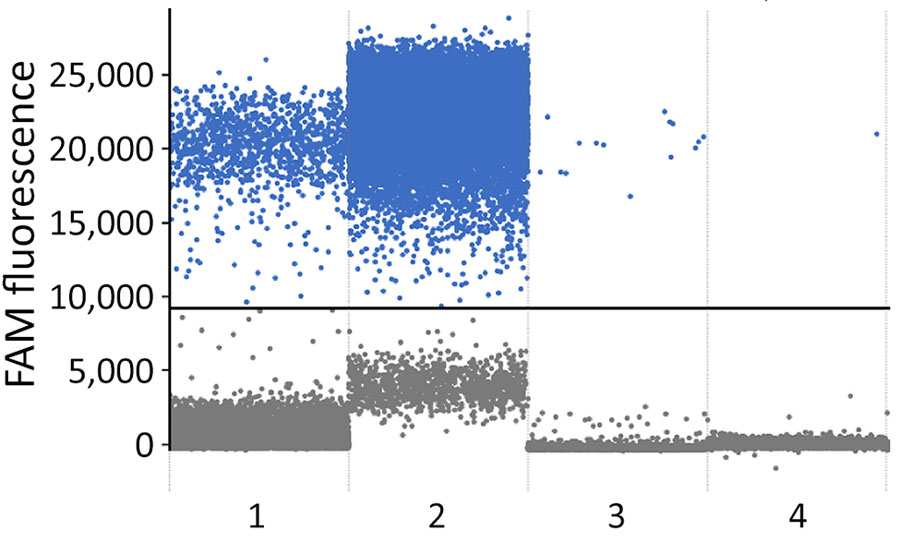 Digital PCR results from samples from infant and mother in study of congenital malaria, Portugal. We obtained results from arithmetic average values (parasite/µL) of triplicate results. Results indicate the number of positive droplets in each sample: 1, taken from infant’s Guthrie card on day 4 after birth, 0.49 parasites/µL; 2, taken from infant at hospital admission, 30,000 parasites/µL; 3, taken from infant at follow-up appointment, 599.8 parasites/µL; and 4, taken from mother at follow-up, 0.5 parasites/µL. FAM, fluorescein amidite. 