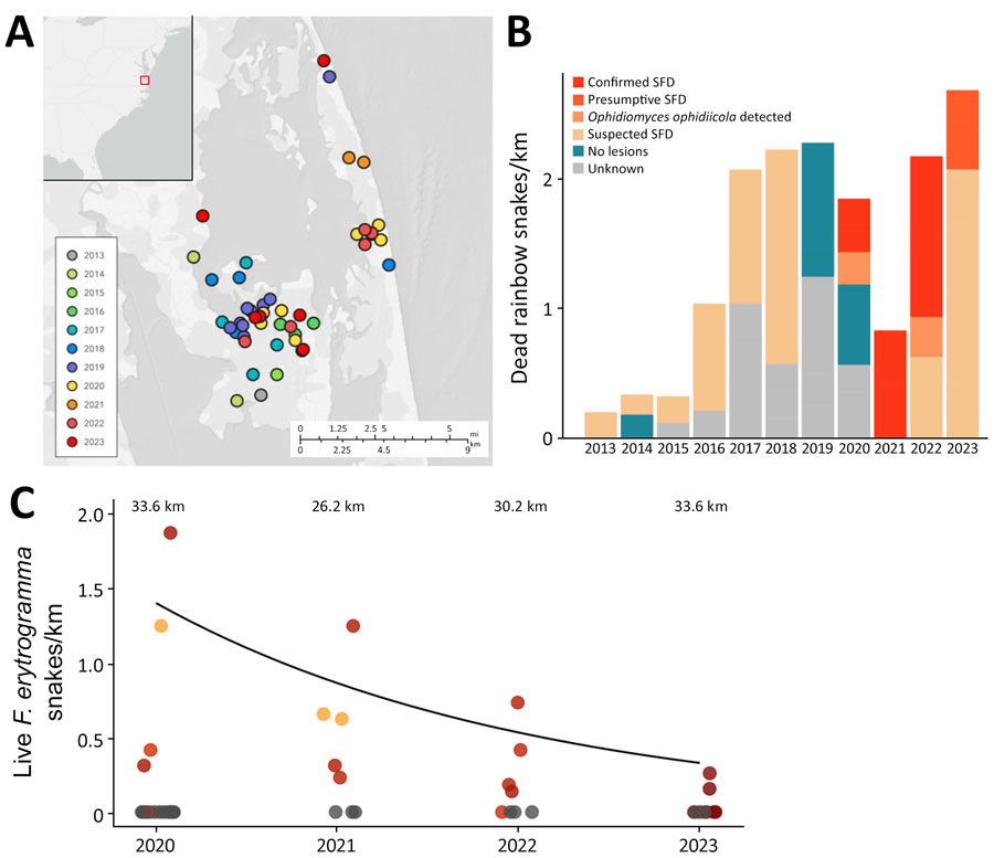 Encounters with dead and live snakes over time from a study of a mortality event in rainbow snakes linked to SFD, United States. A) Map of locations where dead Farancia erytrogramma rainbow snakes were observed during 2013–2023. Exact locations were jittered to obscure sensitive habitat. B) Stacked bar plot showing dead F. erytrogramma snakes found per kilometer in the Back Bay region of Virginia and North Carolina. Dead snakes characterized based on strength of evidence that they died from SFD: suspected, snakes with characteristic SFD lesions in photographs but no screening for Ophidiomyces ophidiicola performed; presumptive, snakes with characteristic SFD lesions, detection of O. ophidiicola, but no necropsies performed; confirmed, snakes with characteristic SFD lesions, detection of O. ophidiicola, and characteristic histologic lesions confirmed through histology; O. ophidiicola detected, snakes with no apparent lesions but tested positive for O. ophidiicola; no lesions, snakes with no apparent lesions in photographs and not tested for O. ophidiicola; unknown, snakes with no photographs of the dorsal and ventral sides. C) Number of live F. erytrogramma snakes encountered in the field per kilometer of transect surveyed with an incorporated 20-coverboard array during 2020–2023 (n = 19; zero-inflated Poisson log-scale year coefficient = −0.482 ± 0.226; p = 0.033) (Appendix Table 3). Total kilometers surveyed per year represented above survey data points. Color shading corresponds to mean infection severity (red is more severe than orange) during sampling event when the species was detected. Gray indicates sampling events without live rainbow snakes detected. SFD, snake fungal disease.