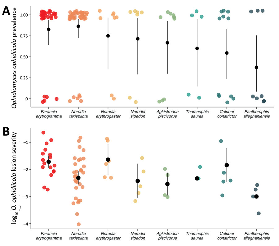 Variation in Ophidiomyces ophidiicola infection among snake species from a study of a mortality event in rainbow snakes linked to snake fungal disease, United States. Sampling results during spring (January−June) in 2020–2023 in the Back Bay watershed in Virginia and North Carolina. Black circles and error bars indicate mean lesion severity with 95% CIs. A) Each colored point represents an individual snake sampled and whether it was positive (1) or negative (0) for O. ophidiicola. Data points are slightly jittered for visualization purposes. B) Summed lesion severity values accounting for lesion size, lesion progression, and proportion of snake affected (Appendix). Snakes without lesions were omitted. 