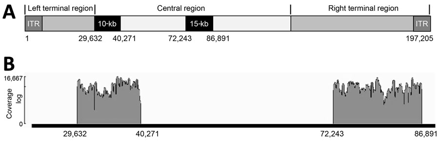 Locations and coverage of 10-kb and 15-kb amplicons of monkeypox virus for study of partial-genome amplicon sequencing for improvement of genomic surveillance during mpox outbreaks. A) Genomic positions of the 2 regions. B) Representative of sequence coverage over the 10-kb and 15-kb amplicons of monkeypox virus in clinical specimens. ITR, internal terminal repeat.