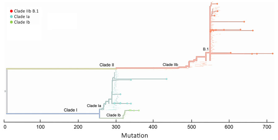 Amplicon-based phylogenetic assignment of monkeypox virus by 10-kb and 15-kb regions in Nextclade 3.10.0 (https://clades.nextstrain.org) for study of partial-genome amplicon sequencing for improvement of genomic surveillance during mpox outbreaks. Sixteen clinical specimens from Democratic Republic of the Congo were assigned to clade Ia or Ib, and 33 clinical specimens from United States were assigned to clade IIb lineage B.1.
