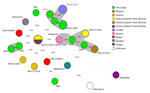 Minimum spanning tree based on whole-genome multilocus sequence typing allele profiles showing the relatedness of 25 Brucella melitensis isolates in study investigating possible intraoperative transmission of Brucella melitensis, Slovenia. Numbers above the branches correspond to the number of allele differences. Gray shading indicates clusters of isolates differing by ≤6 alleles. Isolates sequenced in this study shown in green: BM1 (National Center for Biotechnolgoy Information Sequence Read Archive accession no. SRR32696437), BM2 (accession no. SRR32696436), BM4 (accession no. SRR32696434), BM5 (accession no. SRR32696433), BM7 (red text, the patient; accession no. SRR32696431), BM9 (accession no. SRR32696429), BM10 (imported from Bosnia and Herzegovina; accession no. SRR32696428); BM8 (imported from Croatia; accession no. SRR32696430), BM6 (imported from North Macedonia; accession no. SRR32696432), and BM3 (red text, the surgeon; accession no. SRR32696435).