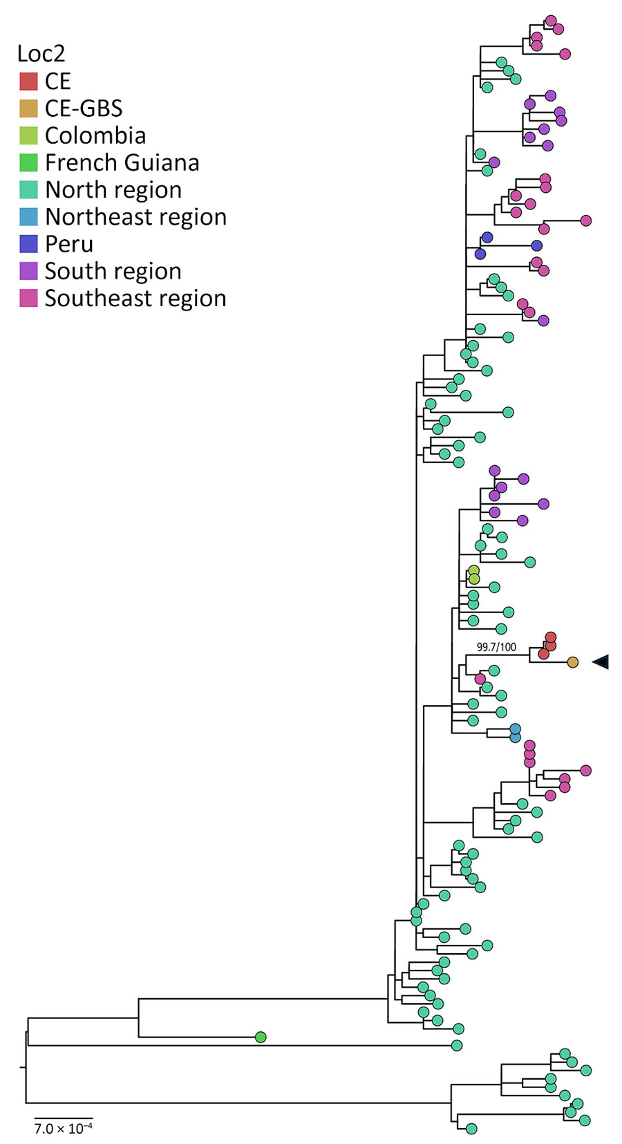 Maximum-likelihood tree of Oropouche virus concatenated segments from study of Guillain-Barré syndrome and visual impairment associated with emerging Oropouche virus lineage, Brazil, 2024. Black arrow indicates sequence from study patient. A reference dataset containing concatenated segments (large, medium, and small) of the recent Oropouche virus outbreak (2022–2024) representing different regions in Brazil and sequences obtained from Peru and Colombia were aligned using MAFFT version 7.490 (https://mafft.cbrc.jp/alignment/software/source.html) embedded in Geneious Prime 2025.0.3 (https://www.geneious.com). Subsequently, we used that alignment for phylogenomic reconstruction by maximum-likelihood using IQ-TREE multicore version 2.1.1 COVIDedition for Mac OS X 64-bit (http://www.iqtree.org). MODEL-FINDER (https://iqtree.github.io/ModelFinder) was used for evolutionary model choice, and 2,000 ultra-fast bootstraps and 2,000 SH-aLRT replicates were run to access the branches’ support (support for the CE clade is shown). The maximum-likelihood tree was edited with FigTree version 1.4.4 (https://tree.bio.ed.ac.uk/software/figtree). Scale bar indicates nucleotide substitutions per site. CE, Ceará state; CE-GBS, Ceará–Guillain-Barré syndrome.