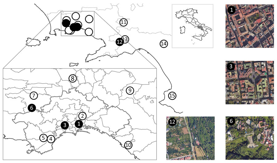 Sampling locations used for detection of rat lungworm (Angiostrongylus cantonensis) in rats and gastropods, Italy. Solid black circles indicate sites from which A. cantonensis–positive samples were collected, white circles indicate A. cantonensis–negative sites; numbering corresponds to numbers in the Table. Inset at top shows region of Italy in which sampling was conducted (gray area); inset at bottom shows detailed sampling areas within Naples; outer satellite images show areas with A. cantonensis–positive samples. Detailed information on locations, including geospatial positioning coordinates, are available in Appendix 1 Table. Map images created by using Google Maps (https://www.google.com/maps), Maxar Technologies (https://www.maxar.com), and Airbus (https://www.airbus.com).