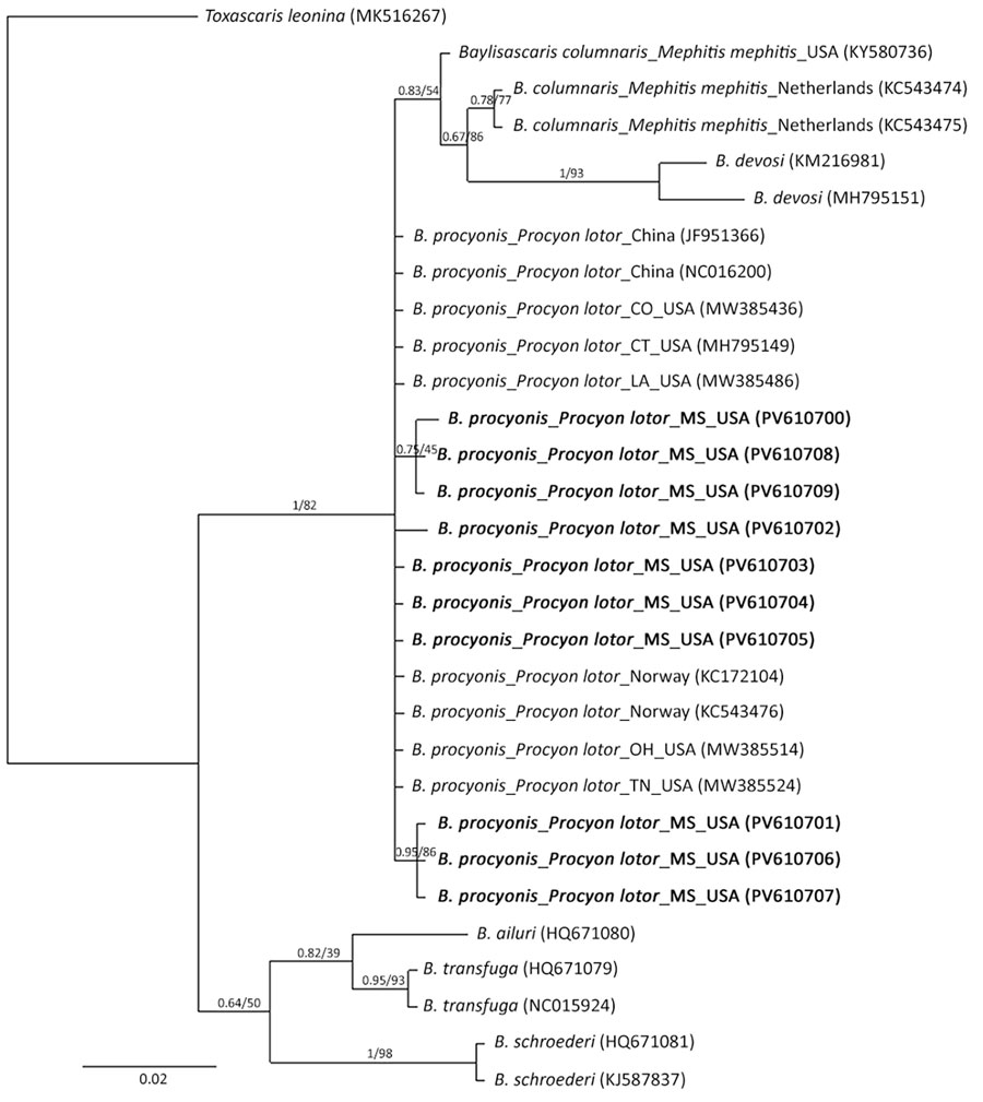 Phylogenetic trees of Baylisascaris procyonis cox1 genes from nematodes (n = 10) collected by necropsy in raccoons, Mississippi, USA, 2023–2024. Analysis was conducted using the general time-reversible plus gamma model. Bayesian posterior probabilities and bootstrap support values (1,000 bootstrap replicates) are shown for each node. GenBank accession numbers are in parentheses. Scale bar indicates number of substitutions per site. 