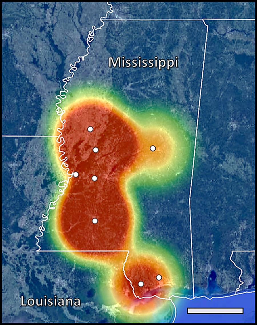 Locations of Mississippi counties sampled in study of zoonotic Baylisascaris procyonis in raccoons, Mississippi, USA, 2023–2024. Map indicates geographic center of counties sampled (white circles) and heatmapping estimates of B. procyonis positivity at the county level on the basis of fecal analysis using droplet digital PCR. Scale bar indicates 75.0 miles.