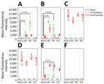 Hemagglutinin-binding antibody titers measured by using multiplex influenza antibody detection assay in study of the effect of seasonal influenza vaccines on influenza A(H5N1) clade 2.3.4.4b virus infection in ferrets. n = 6 ferrets per vaccinated group, n = 12 ferrets in the mock vaccinated group. A) Globular head of hemagglutinin H1 from influenza A/Wisconsin/67/2022(H1N1pdm09). B) Globular head of hemagglutinin H3 from A/Massachusetts/18/2022(H3N2). C) Globular head of hemagglutinin H5 from A/Texas/37/2024(H5N1). D) Ectodomain of hemagglutinin H5 from A/Texas/37/2024(H5N1). E) Stalk of hemagglutinin H1 from A/Michigan/45/2015(H1N1pdm09). F) Stalk of hemagglutinin H3 from A/Singapore/INFIMH-16-0019/2016(H3N2). Colored dots indicate individual values, horizontal lines within boxes represent geometric mean titers, box tops and bottoms indicate interquartile ranges, and error bars indicate limits of the distribution. Dotted gray horizontal line indicates limit of detection. IIV3, Fluarix trivalent inactivated influenza vaccine (GlaxoSmithKline Biologicals, https://www.gsk.com); LAIV, FluMist live attenuated influenza vaccine (AstraZeneca, https://www.astrazeneca.com); RIV, Flublok recombinant influenza vaccine (Sanofi, https://www.sanofi.com).