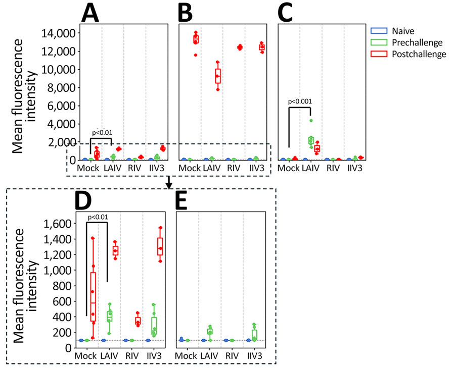 Neuraminidase antibody titers measured by using multiplex influenza antibody detection assay in study of the effect of seasonal influenza vaccines on influenza A(H5N1) clade 2.3.4.4b virus infection in ferrets. n = 6 ferrets per vaccinated group, n = 12 ferrets in the mock vaccinated group. A) Neuraminidase N1 from A/Wisconsin/67/2022(H1N1pdm09). B) Neuraminidase N1 from A/Texas/37/2024(H5N1). C) Neuraminidase N2 from A/Massachusetts/18/2022(H3N2). D) Expanded view of neuraminidase N1 from A/Wisconsin/67/2022(H1N1pdm09) to more clearly show the cross-reactive responses postvaccination. E) Expanded view of neuraminidase N1 from A/Texas/37/2024(H5N1) to more clearly show the cross-reactive responses postvaccination. Colored dots indicate individual values, horizontal lines within boxes represent geometric mean titers, box tops and bottoms indicate interquartile ranges, and error bars indicate limits of the distribution. Dotted gray horizontal line indicates limit of detection. IIV3, Fluarix trivalent inactivated influenza vaccine (GlaxoSmithKline Biologicals, https://www.gsk.com); LAIV, FluMist live attenuated influenza vaccine (AstraZeneca, https://www.astrazeneca.com); RIV, Flublok recombinant influenza vaccine (Sanofi, https://www.sanofi.com).