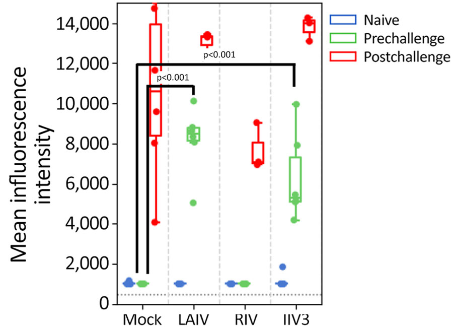 Nucleoprotein antibody titers for A/Brisbane/10/2007(H3N2) virus measured by using multiplex influenza antibody detection assay in study of the effect of seasonal influenza vaccines on influenza A(H5N1) clade 2.3.4.4b virus infection in ferrets. n = 6 ferrets per vaccinated group, n = 12 ferrets in the mock vaccinated group. Colored dots indicate individual values, horizontal lines within boxes represent geometric mean titers, box tops and bottoms indicate interquartile ranges, and error bars indicate limits of the distribution. Dotted gray horizontal line indicates limit of detection. IIV3, Fluarix trivalent inactivated influenza vaccine (GlaxoSmithKline Biologicals, https://www.gsk.com); LAIV, FluMist live attenuated influenza vaccine (AstraZeneca, https://www.astrazeneca.com); RIV, Flublok recombinant influenza vaccine (Sanofi, https://www.sanofi.com).