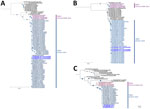 Phylogenetic analysis of OROV cases in Venezuela, 2025. Maximum-likelihood phylogenetic analysis for each genomic segment of the OROV genome: A) large genome segment sequences; B) medium genome segment sequences; C) small genome segment sequences. The isolates are named according to their accession number in GenBank or GISAID (https://www.gisaid.org), including the country and year of collection of each sample. Blue indicates the OROVBR2015–2024 clade and purple the OROVPe/Co/Ec2008–2021 clade. Bold indicates the sequences of the Venezuela isolates. The tree scale indicates the average number of nucleotide substitutions per site. Blue circles indicate bootstrap values >80. OROV, Oropouche virus.